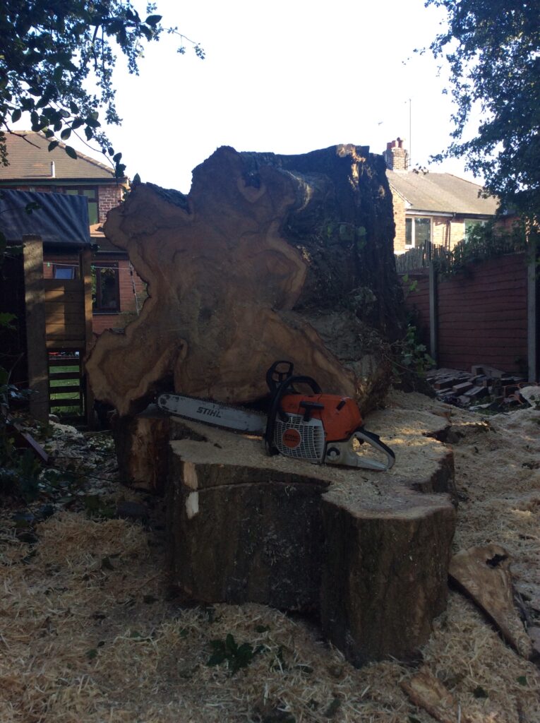 tree surgeon Macclesfield tree fell