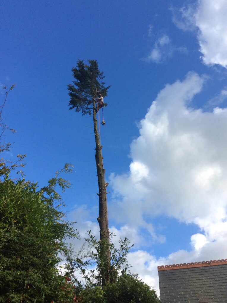 tree surgeon Macclesfiels tree removal
